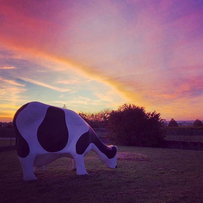 Marguerite au soleil couchant. Sculpture d’une vache noire et blanche en résine peinte avec socle en béton par l’artiste Henk Schoen (2.5m X 1.9m x 1.2m, 120-140kg). À vendre.