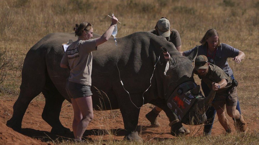 Scientists in South Africa are making rhino horns radioactive to fight poaching - EUROPE SAYS