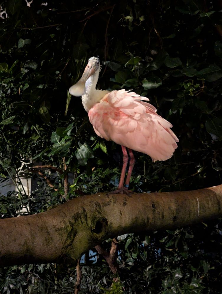 A roseate spoonbill perches on a thick branch in a wetland jungle setting, looking right at the camera and showing off their pink plumage