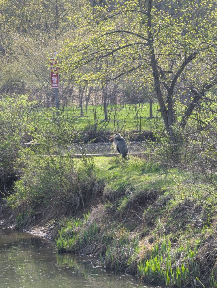 A great blue heron on an small peninsula 