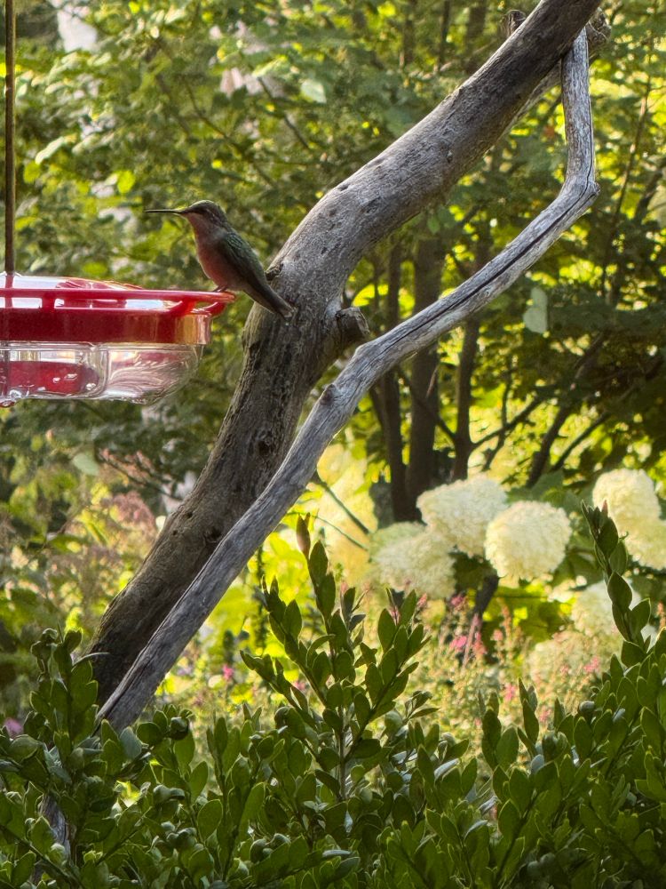 Hummingbird on red feeder, driftwood perches behind it, and snapshot of white hydrangea, pink lilac & serviceberry tree in the background. 