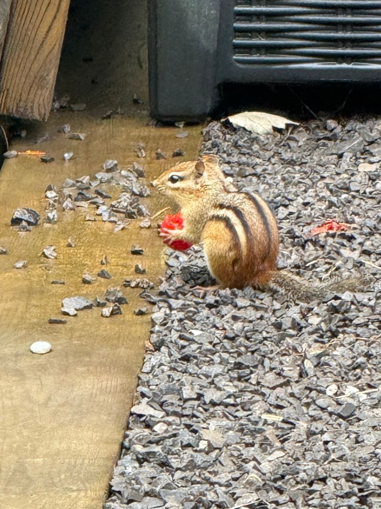 Chipmunk eyeing me suspiciously as it holds a cherry tomato like a basketball. 