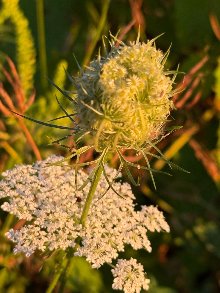 Queen Anne’s Lace in the soft morning light