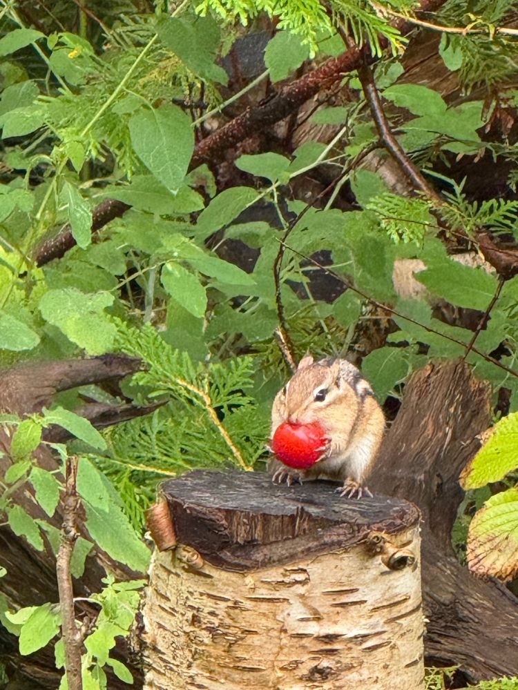Chipmunk retreated from the garden, to the edge of the woods to eat its cherry tomato in peace. 