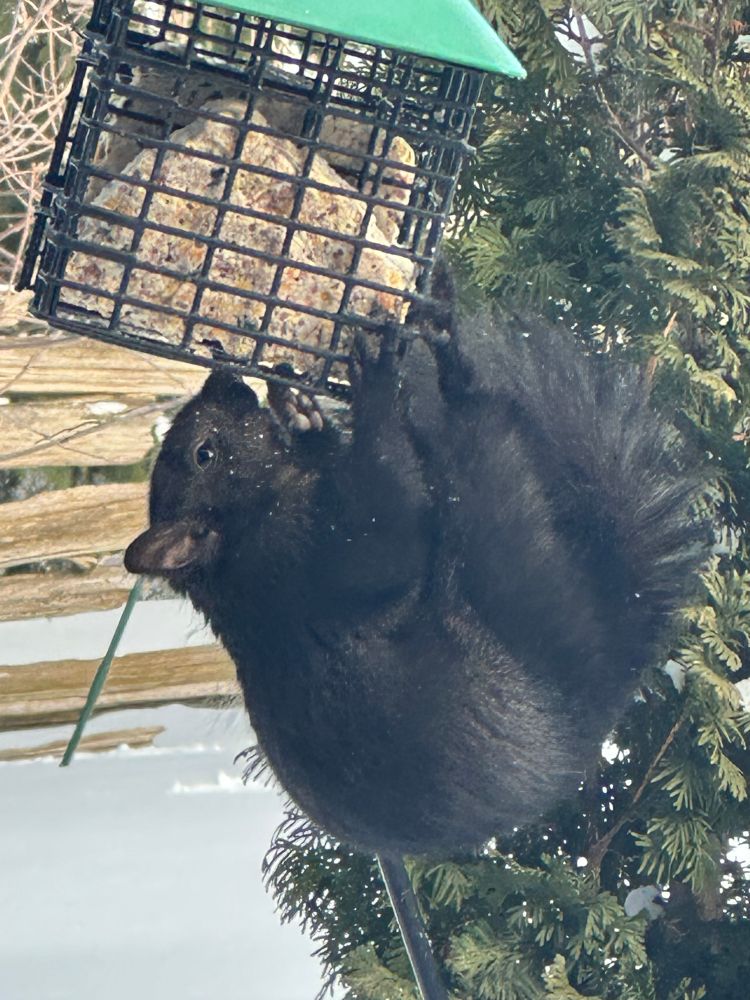 Squirrel hanging from suet feeder