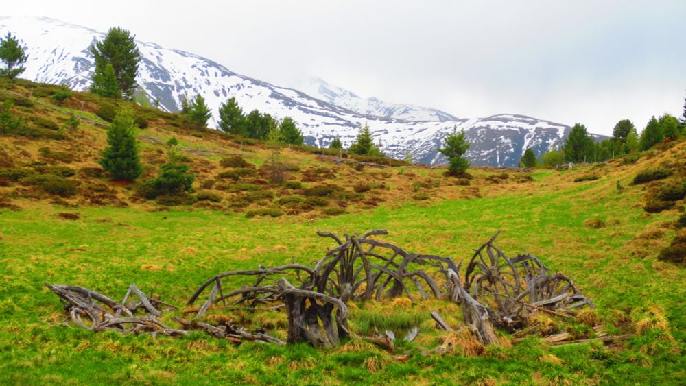 Das Bild zeigt eine eine wie gewachsen aussehende Umzäunung auf einer grasgrünen Hochebene auf dem Berg Frudinger. Die Umzäunung mit einem kleinen Tümpel in der Mitte sieht auf den ersten Blick aus, als wären es nur Wurzeln und Gehölz, auf den zweiten Blick sieht man aber runde, definitiv Menschengemachte Strukturen. Im Hintergrund ist ein schneebedeckter Berg zu sehen, dahinter wolkengrauer Himmel.