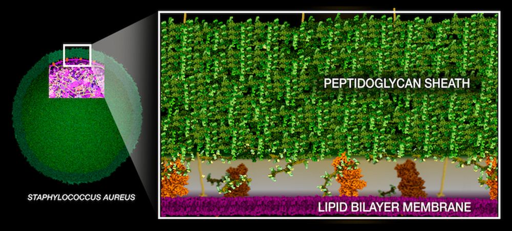 PDB101: Browse: Antimicrobial Resistance