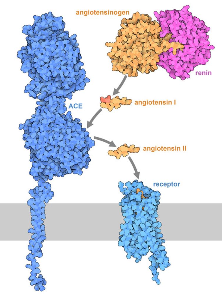 PDB101: Molecule of the Month: Angiotensin and Blood Pressure