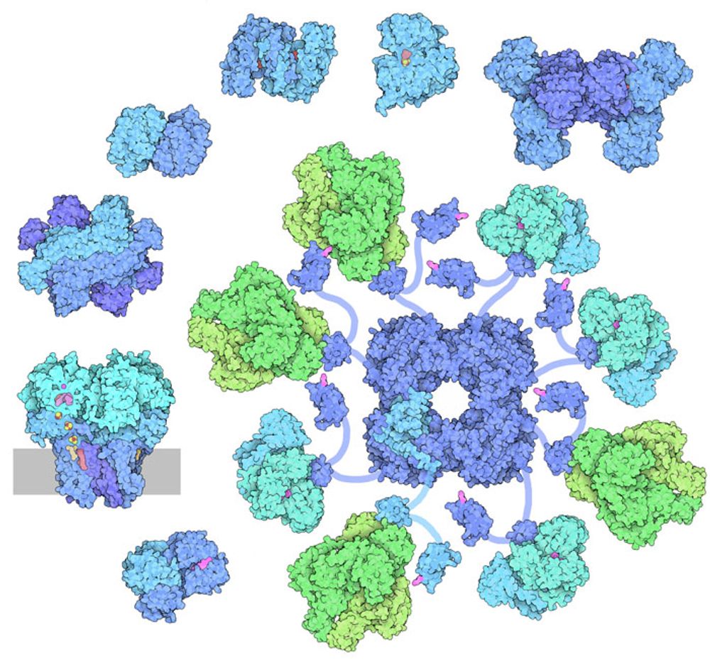 PDB101: Molecule of the Month: Citric Acid Cycle