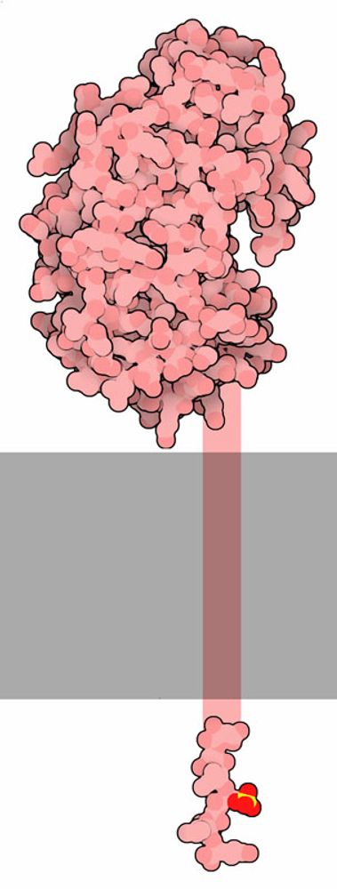 PDB101: Molecule of the Month: Beta-secretase