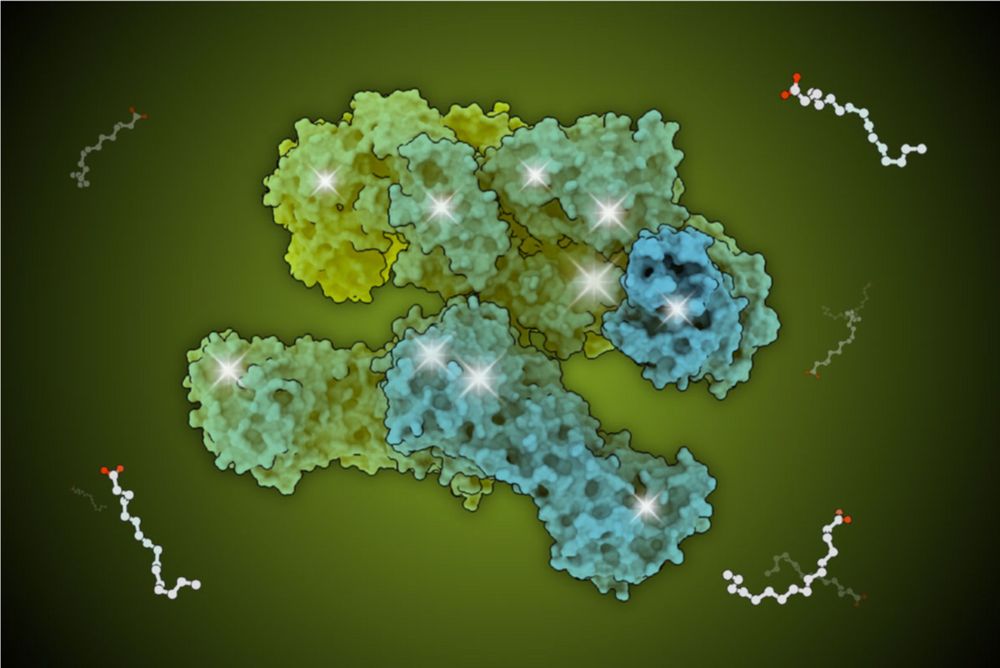 Fatty acids are essential for energy storage and are vital components of various tissues. Fatty Acid Synthase (FAS) is the master architect behind the construction of these fats. FAS is a sophisticated enzymatic system comprising two identical protein subunits, each folded into seven interconnected functional domains. It functions like an assembly line, with each domain catalyzing a distinct step in the reaction and with the growing fatty acid chain being transferred from one active site to the next. These active sites are marked with bright flashes.
Visit the 2025 Calendar: The Structural Biology of Nutrition to learn more.
Illustration by RCSB PDB intern Xinyi Christine Zhang. 