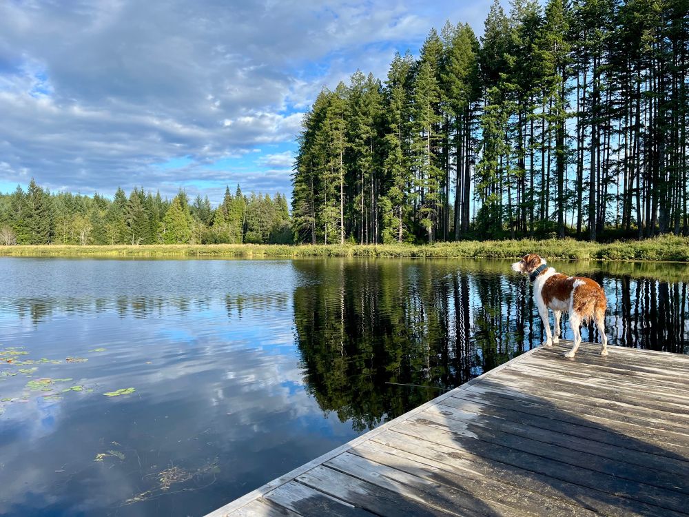 Pond with a row of trees. In the foreground, a dog on a dock. 