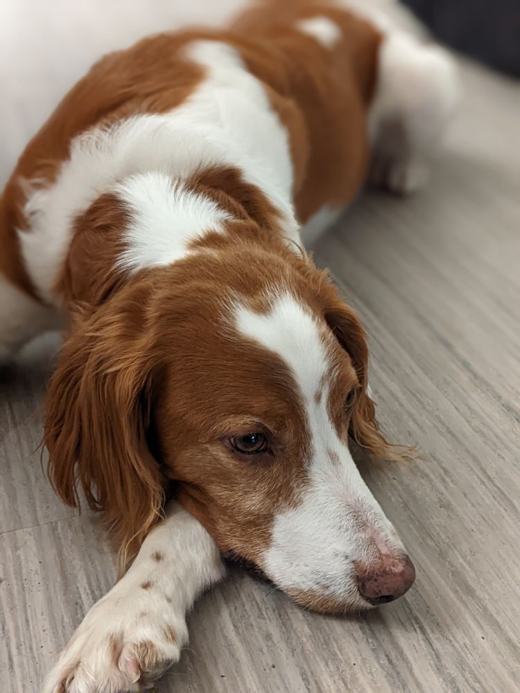 Very handsome brown and white dog lying with his head resting on how paw. 