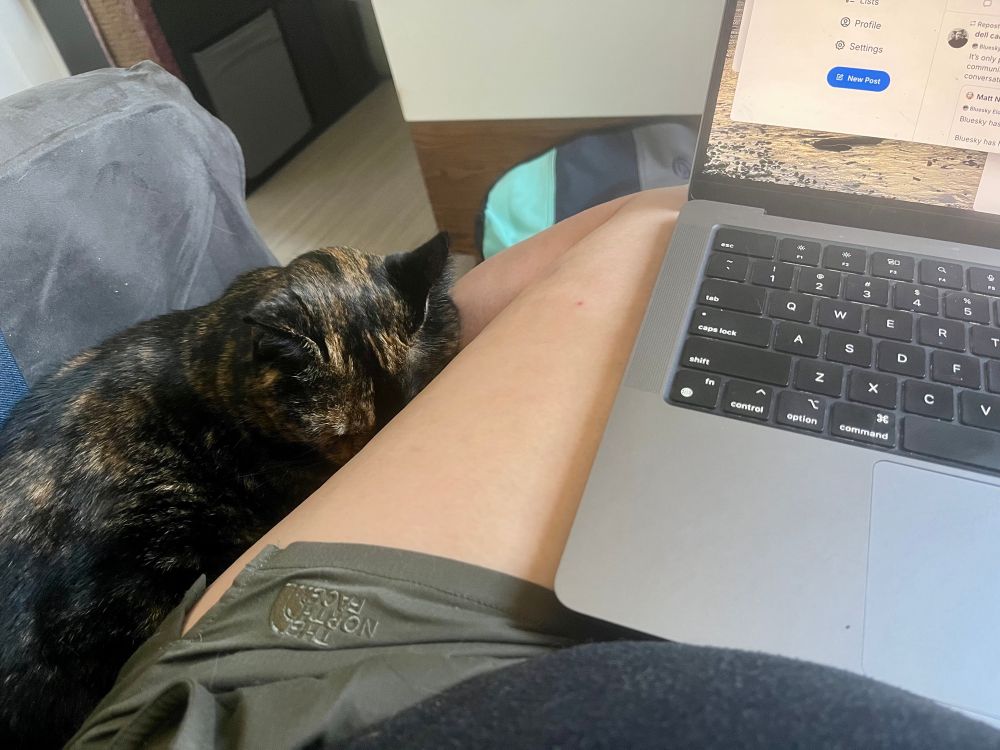 Tortie cat sleeping with her face pressed into a leg. 