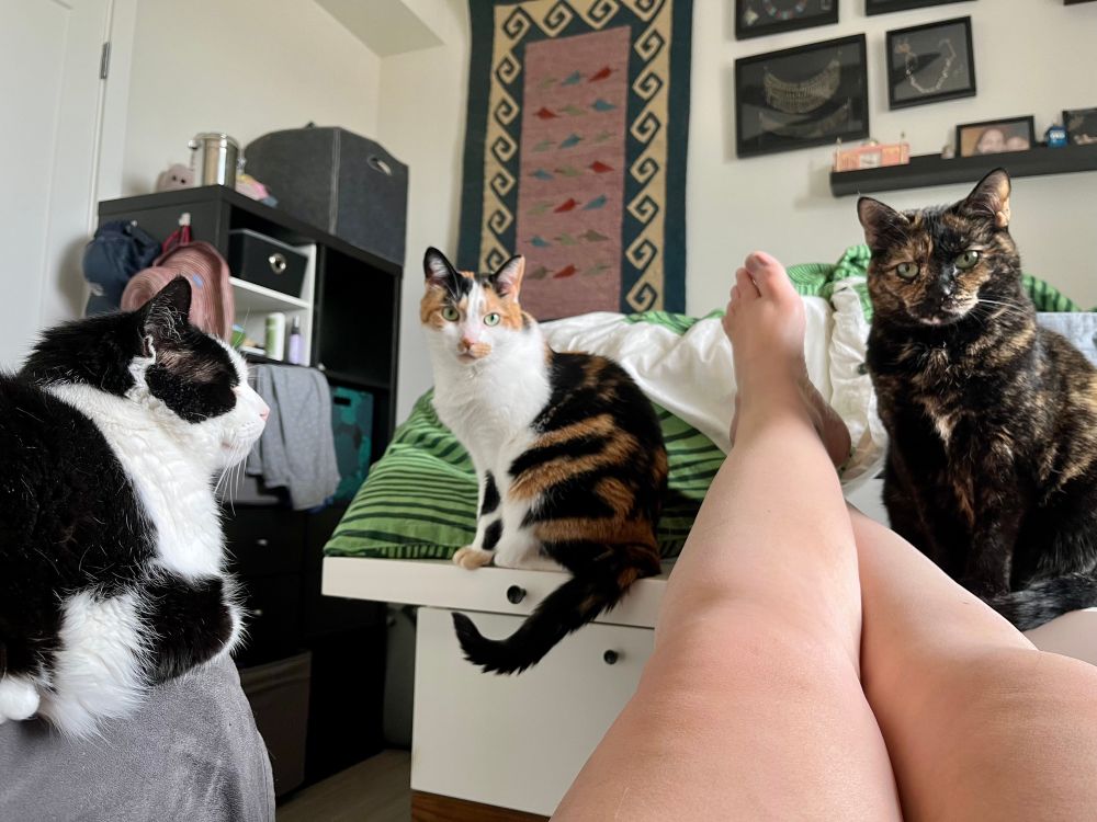 Shot from the perspective of someone sitting with their legs up on a desk. You can see their bare legs. Two cats, a calico and a tortie, sit on the desk staring at the photographer. There’s a black and white cat sitting on the arm of the chair. 