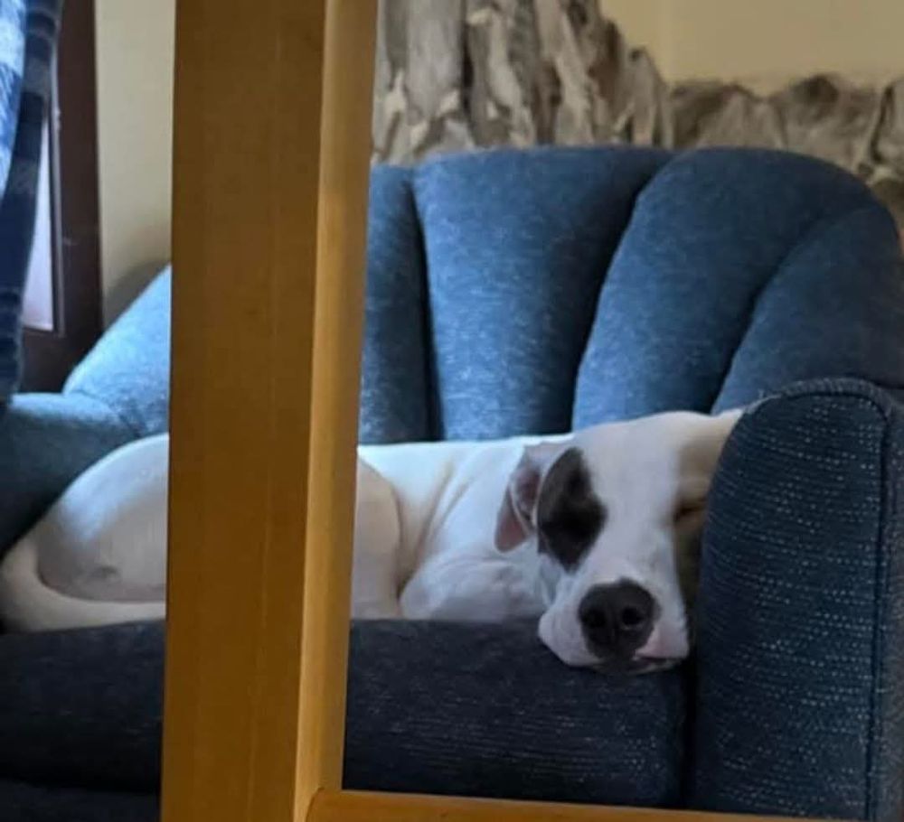 A white dog with a brown spot on her eye sitting in a blue chair. 
