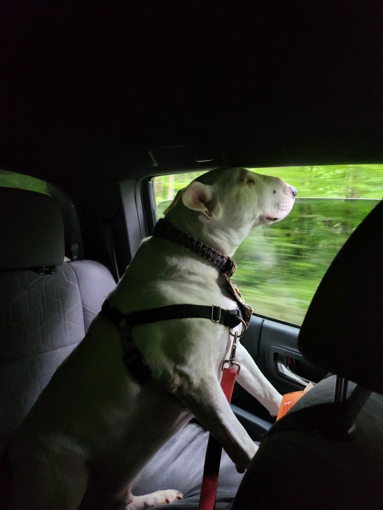 A white dog looking out the window of a car
