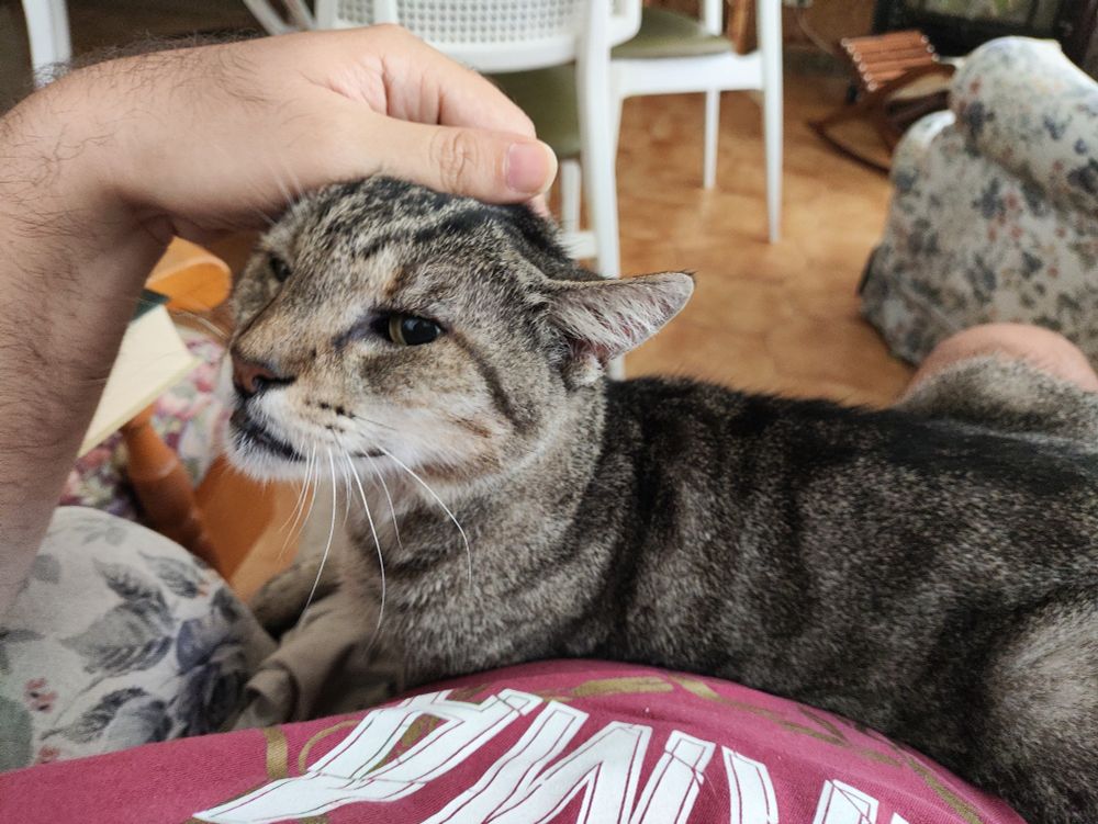 Foto de mi gato sobre mi regazo.