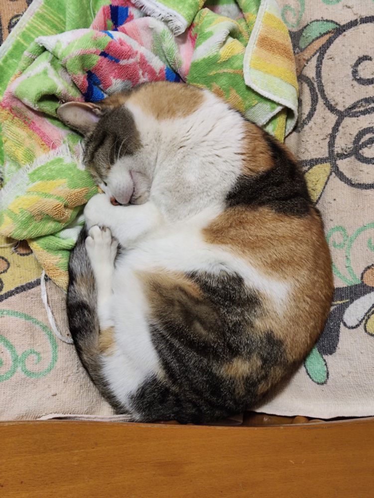 Foto de una gata enroscada sobre sí misma, durmiendo.