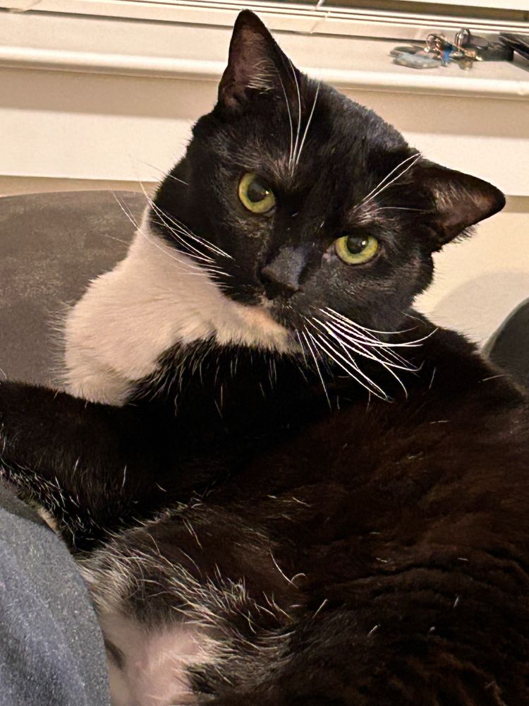 Tuxedo cat with loads of whiskers looks at me with disdain
