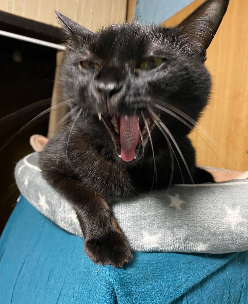 あくび途中の黒猫