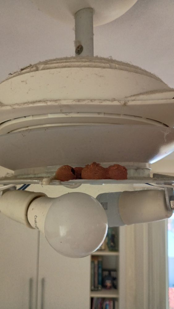 Foto de um lustre bem sujo com uma casa de vespa nele