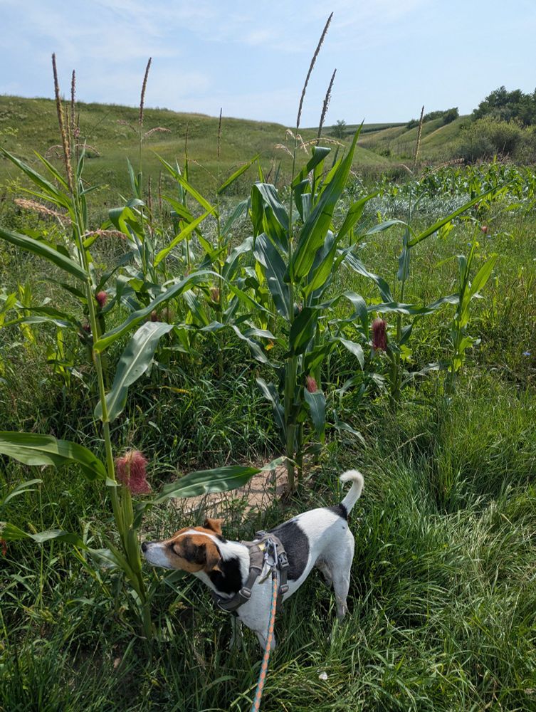 A cute terrier sniffing at a corn stalk in a very, incredibly green hillsy setting