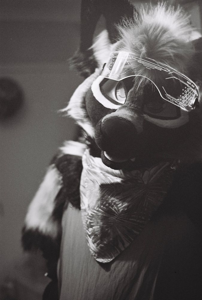 The Fern SilverFox captured in black and white on 35mm film 