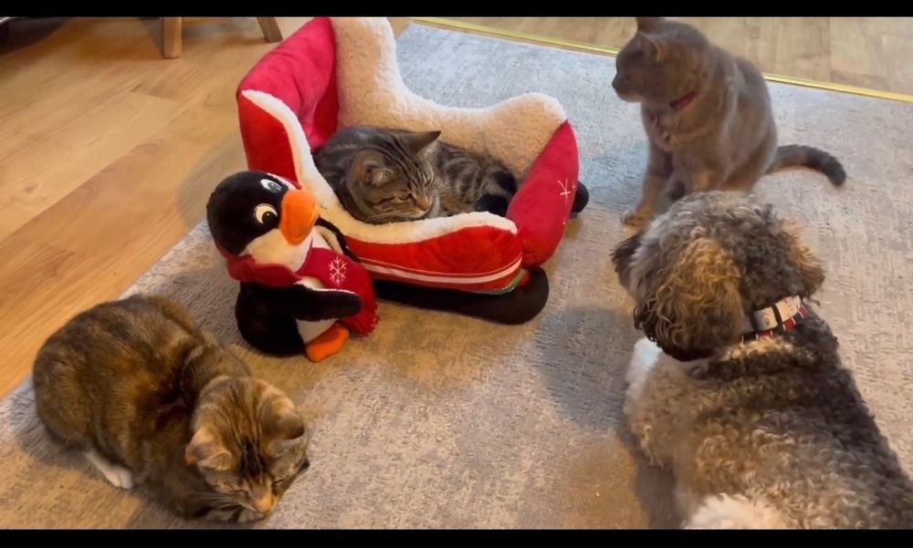 A grey cat is curled up inside a stuffed bed shaped like a sleigh, with red fabric on the outside and white Sherpa on the inside, plus a penguin toy on the side.
2 more cats and a dog are waiting their turns, but not patiently.