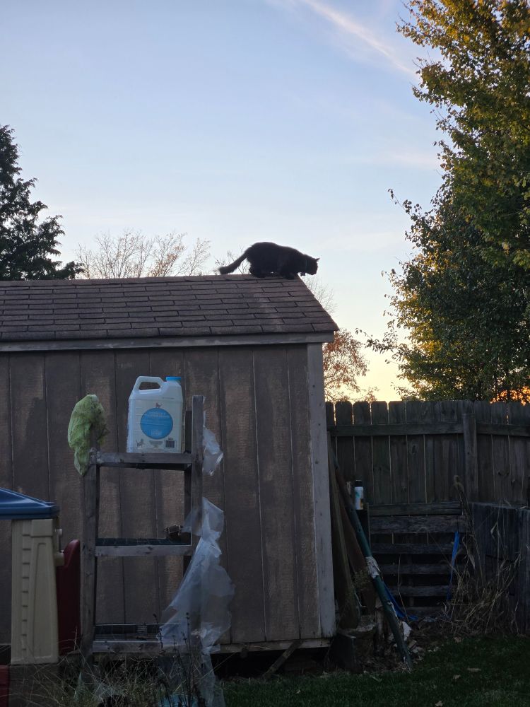 Cat on top of roof.