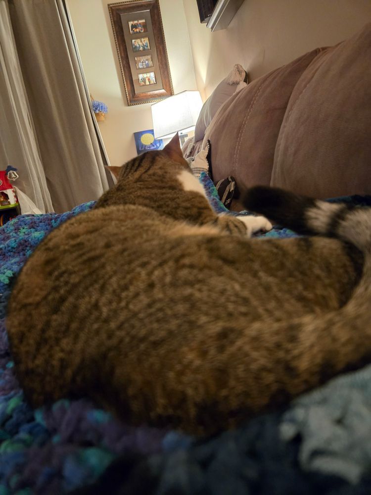 Beautiful cat laying on person. 