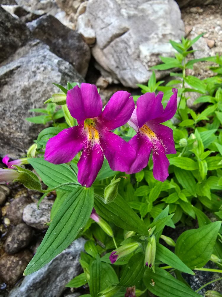 A pair of magenta, five petaled flowers with a yellow throat rise above a mass of pleated, lancoelate foliage. In the background are some giant granite boulders.