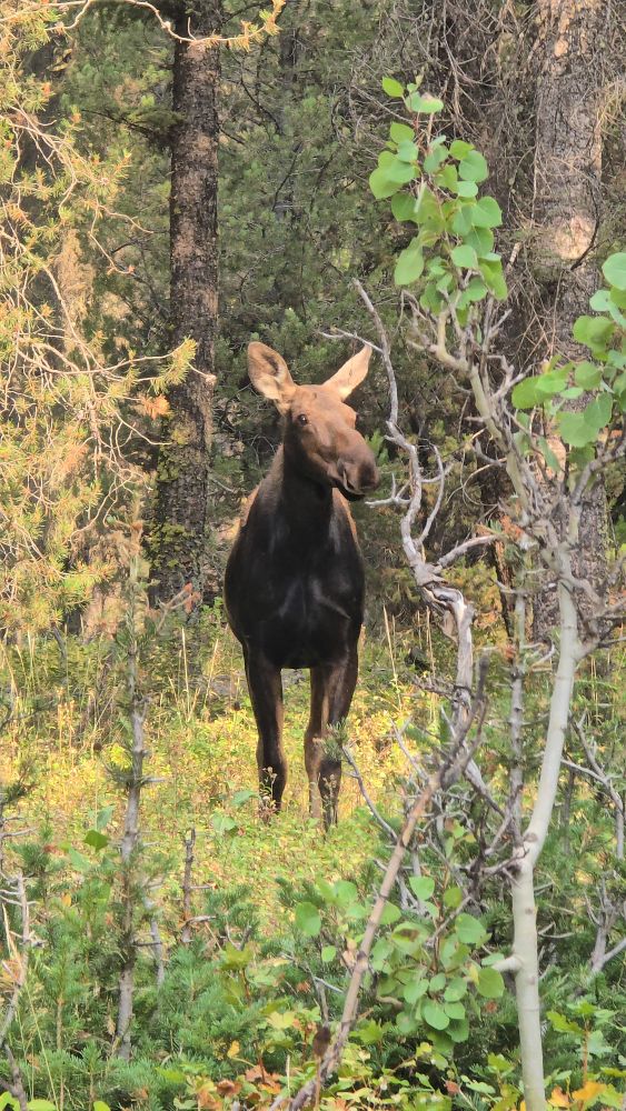 A cow moose stands in the light of a forest clearing.
