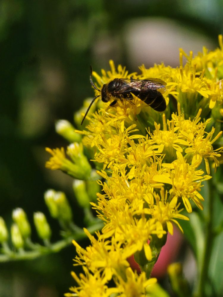 A more elegant native bee with subtle abdominal stripes perched on some goldenrod flowers.