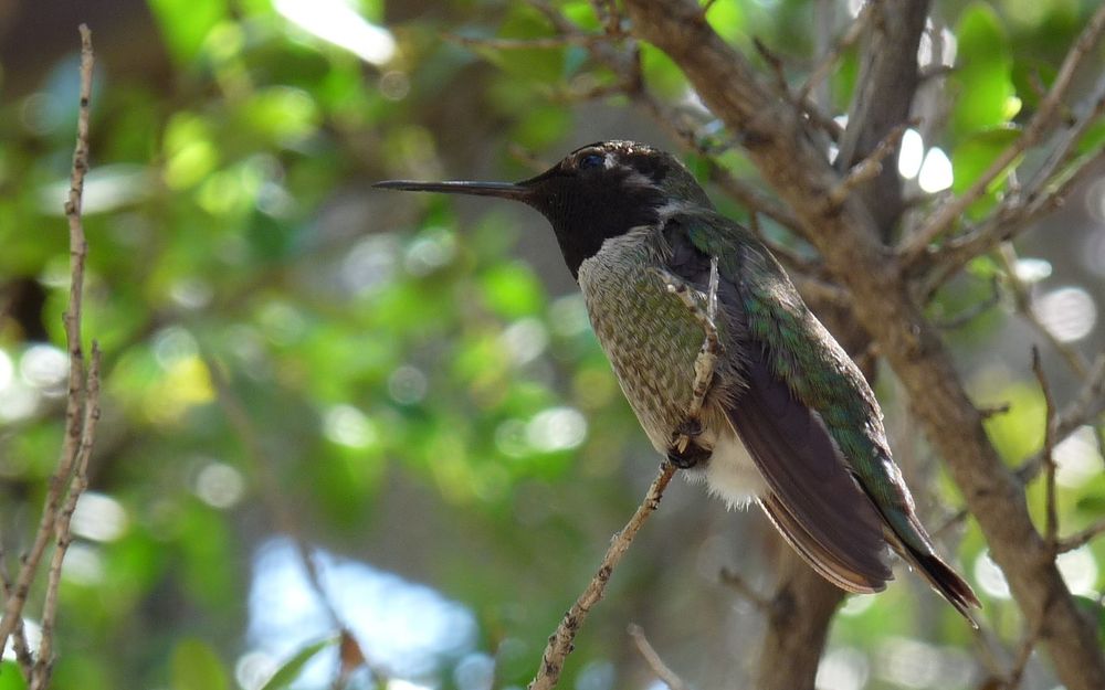 A black chinned hummingbird in a rare moment, perched on a branch. It has a slightly barred tan chest and gray wings and back along with the black bib.