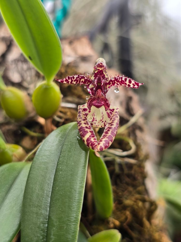 An orchid flower has three arching, slightly hairy petals above and two thick tubular petals below. The whole flower is cream with dark red spots. In the center is a complex structure with a hairy lip and dark red coloration, including two cream colored fangs.