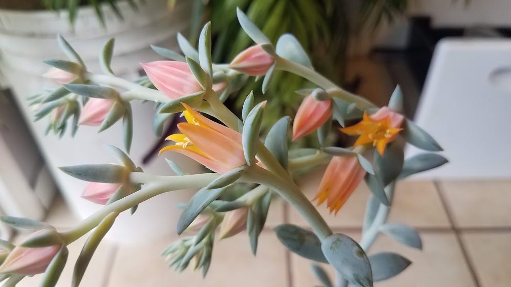 A couple of stems with fiery orange barrel-shaped flowers opening at the bottom, and conical buds waiting to open next.