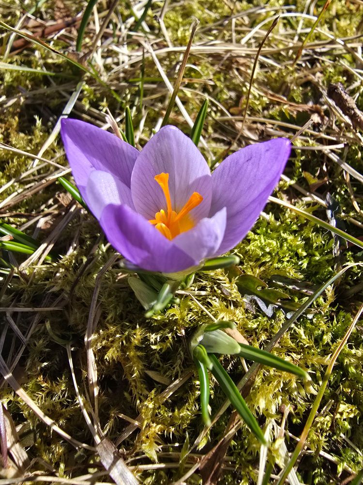 A tiny purple crocus blossom emerges from the moss. It has bright yellow anthers.