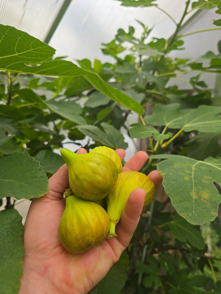 A hand full of plump yellow figs in front of a leafy green potted fig plant.