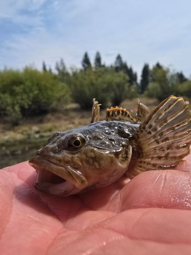 A sculpin sits on my hand with its fins raised and its mouth open. It looks like if it was big enough, it would eat me. Its dorsal fin looks like a tiny mohawk with bright yellow tips. The pectoral fins look like spiny elephant ears.