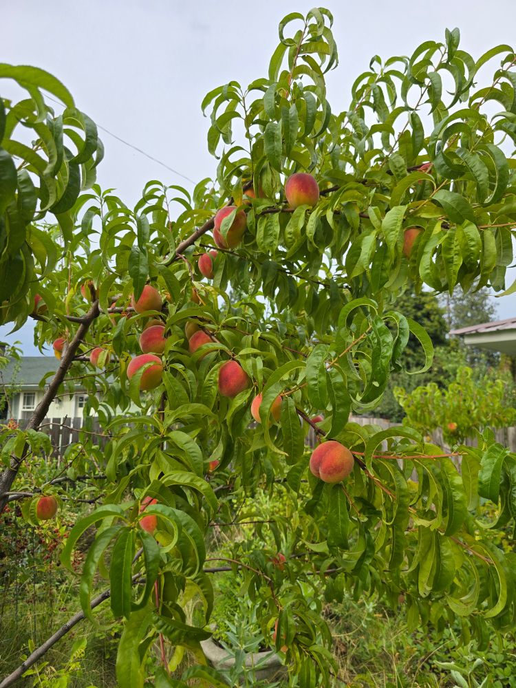 A peach tree with crescent moon shaped, folded leaves has dozens of spherical fruit that are starting to turn red.