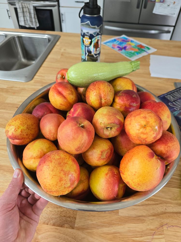 A large metal bowl full of dozens of huge nectarines sits on a wooden countertop.