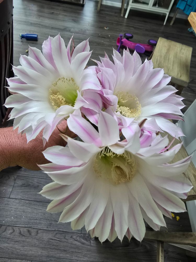 Three huge, white and pink cactus flowers bundled together in a vase.