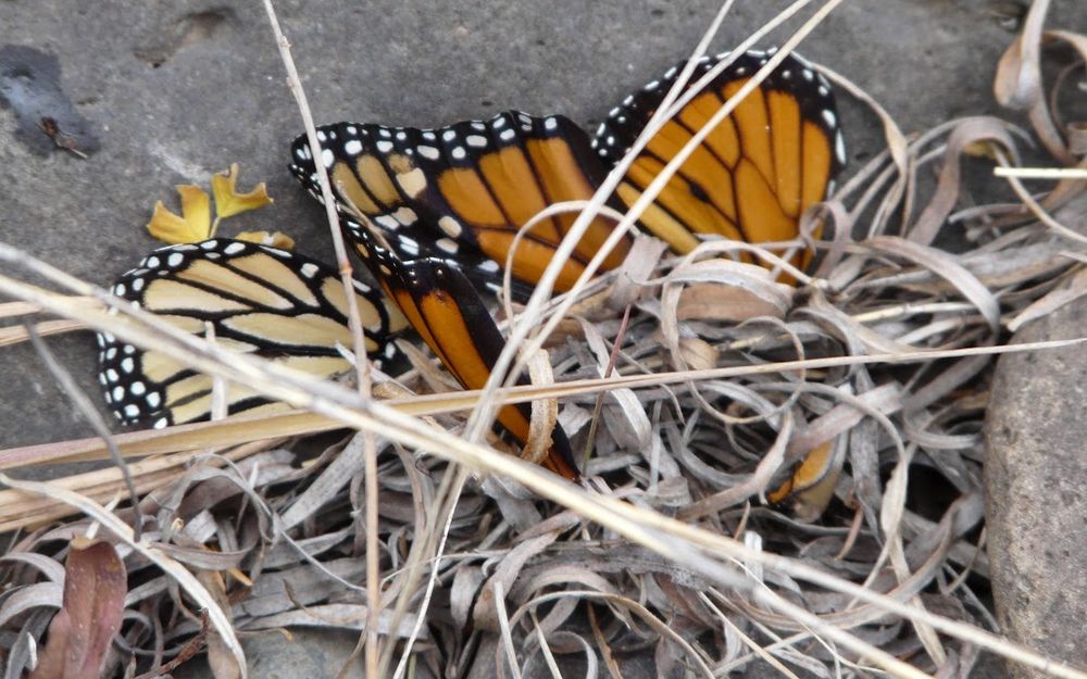 The wings of a dead butterfly are partially hidden beneath some grass above a rock.
