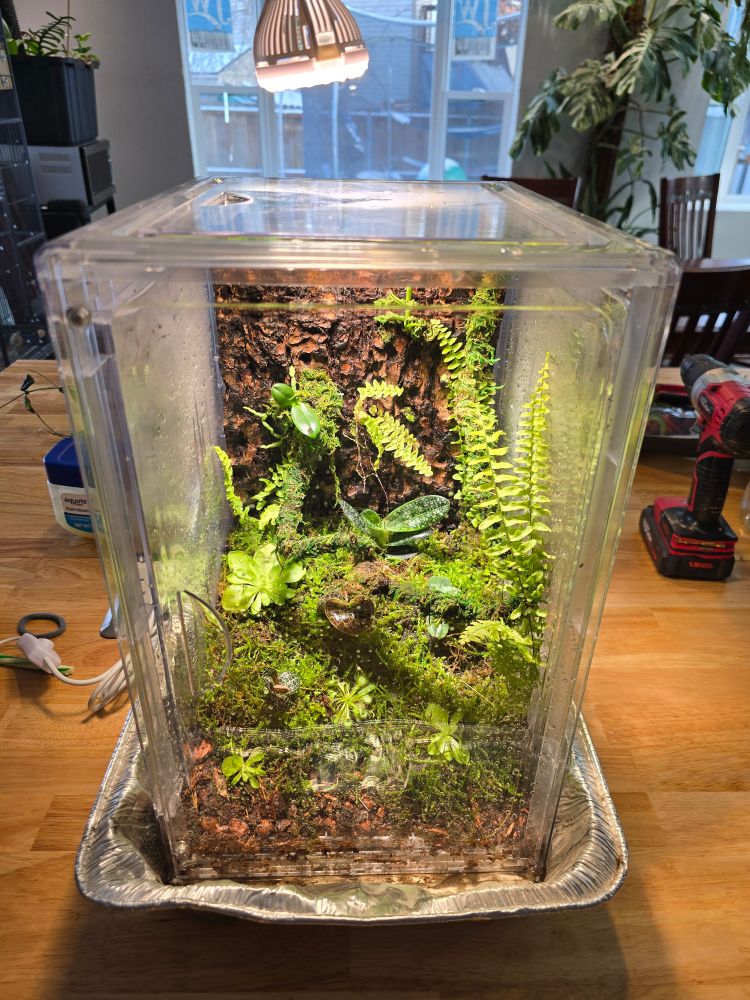 A view of the terrarium from outside. It is made of a plastic shoebox and has a light hanging over it.