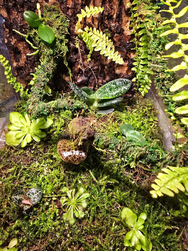 A terrarium with a covering of moss, some ferns, a few butterworts and a sundew, some jewel orchids, and a lady's slipper orchid in the center back. A moth orchid sits on the bark wall in the back.
