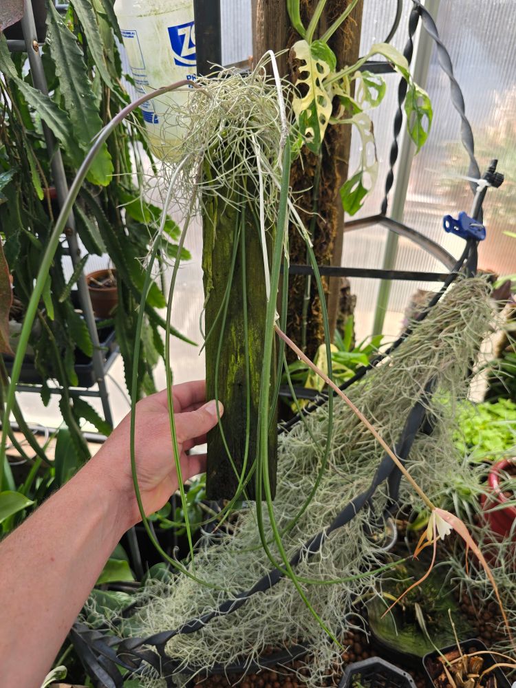 An orchid with very long, cylindrical leaves grows from the top of a skinny board. The base of the plant is obscured by a blob of Spanish moss, and one wispy, creamy flower is growing off a leaf on the lower right.