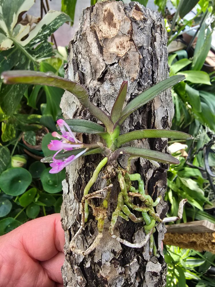 A full frontal shot of the Vanda nana showing the pink inflorescence on the left while the green bean sized leaves fan out from a chunk of bark.