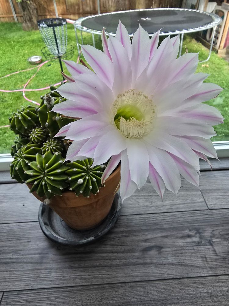 A giant Easter lily cactus flower has elongated white petals with a pink stripe in the center. The cactus itself is partially hidden behind the flower.