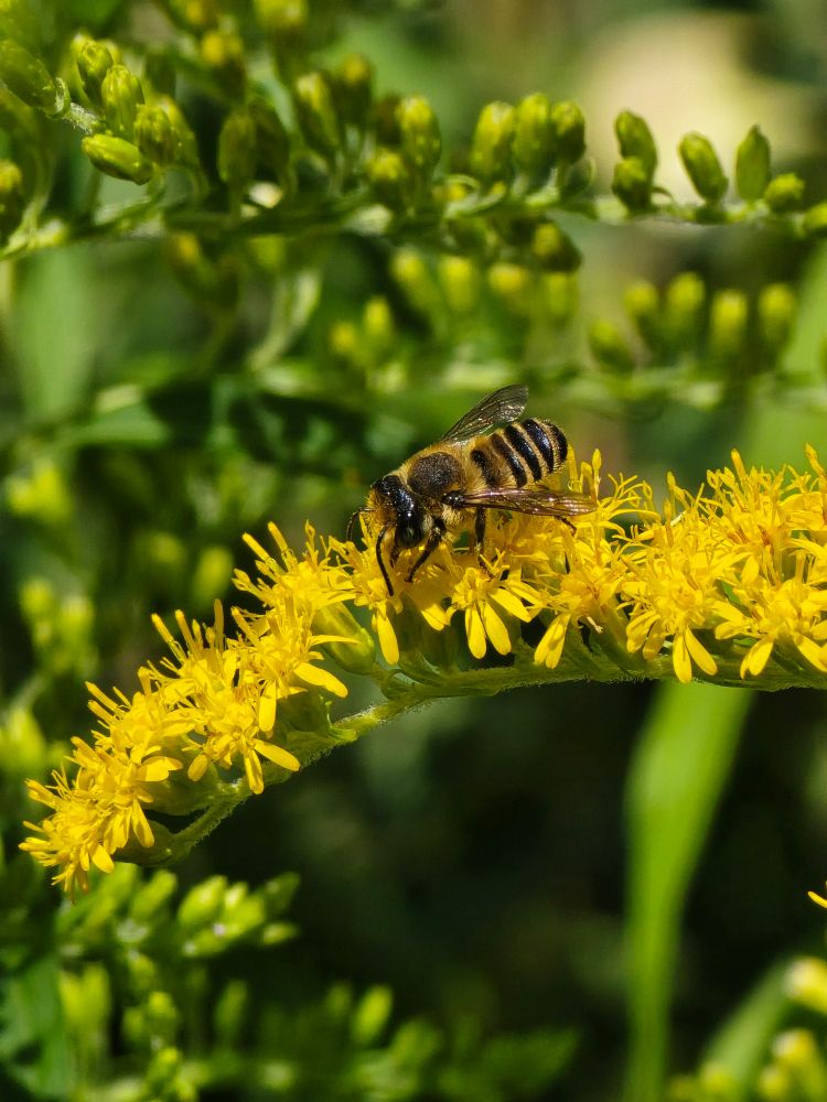 Some kind of native bee that looks a lot like a honey bee, but darker black and boxier.